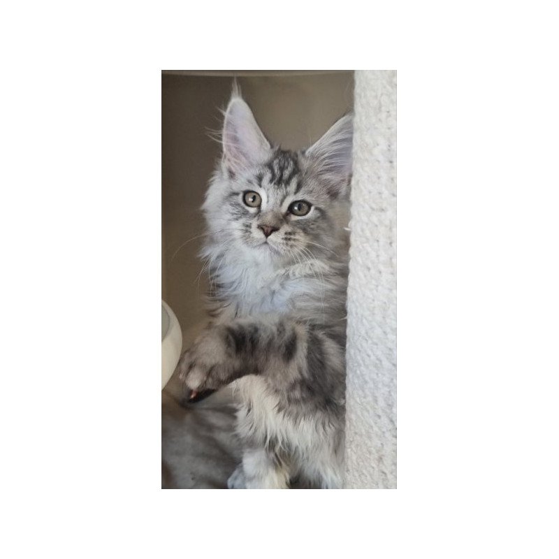 Maine Coon Alva Delina