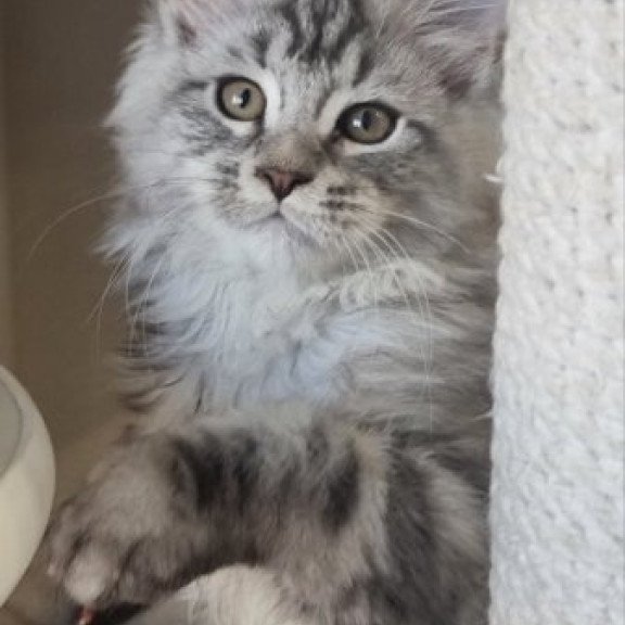 Maine Coon Alva Delina