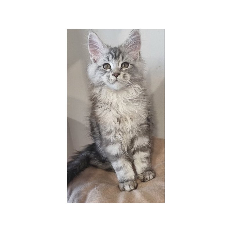 Maine Coon Alva Delina