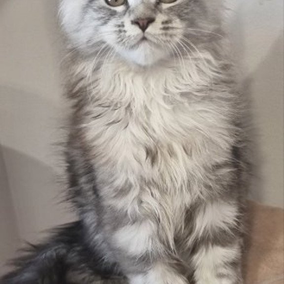 Maine Coon Alva Delina