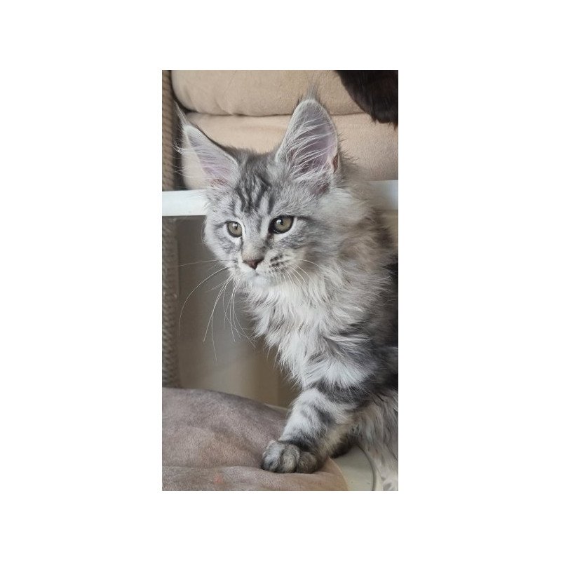 Maine Coon Alva Delina