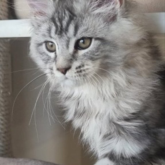 Maine Coon Alva Delina