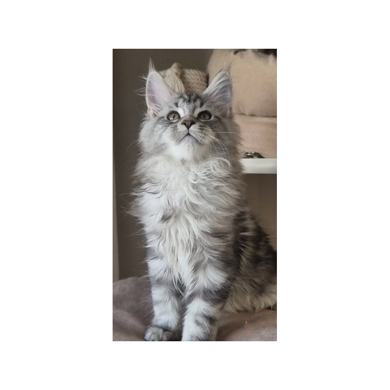 Maine Coon Alva Delina