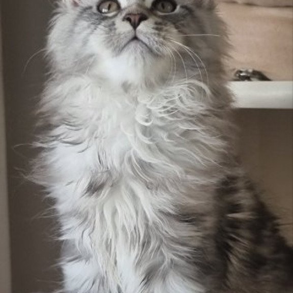 Maine Coon Alva Delina