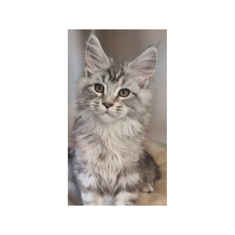 Maine Coon Alva Delina