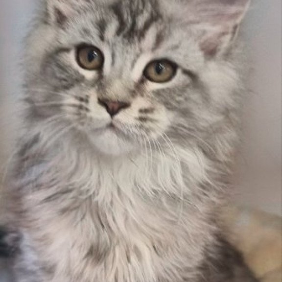 Maine Coon Alva Delina