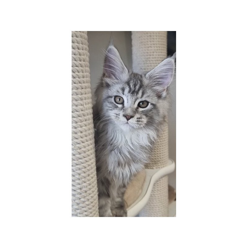 Maine Coon Alva Delina