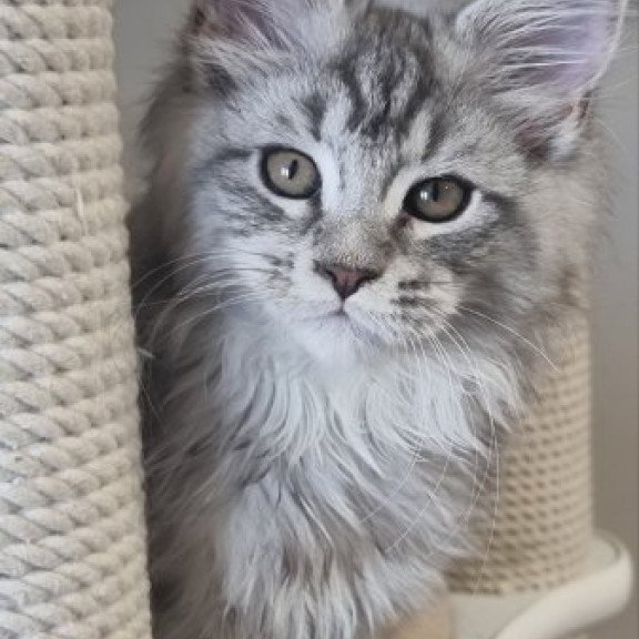 Maine Coon Alva Delina