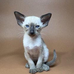 Siamese NOV Wisp