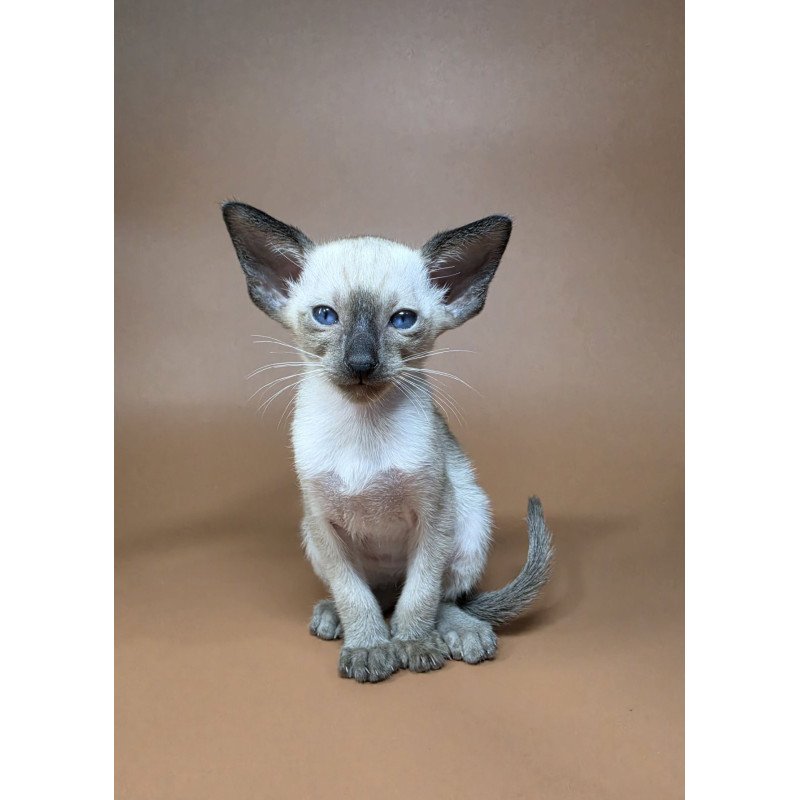 Siamese NOV Wisp