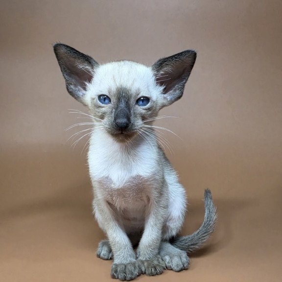 Siamese NOV Wisp