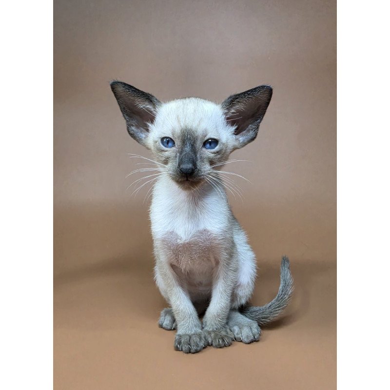 Siamese NOV Wisp