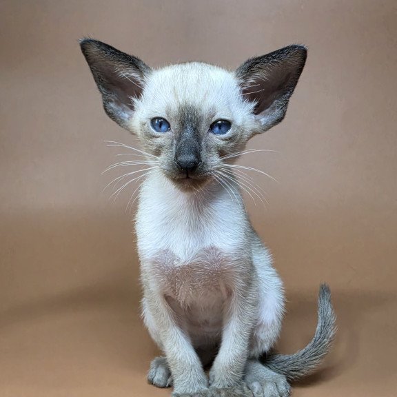 Siamese NOV Wisp