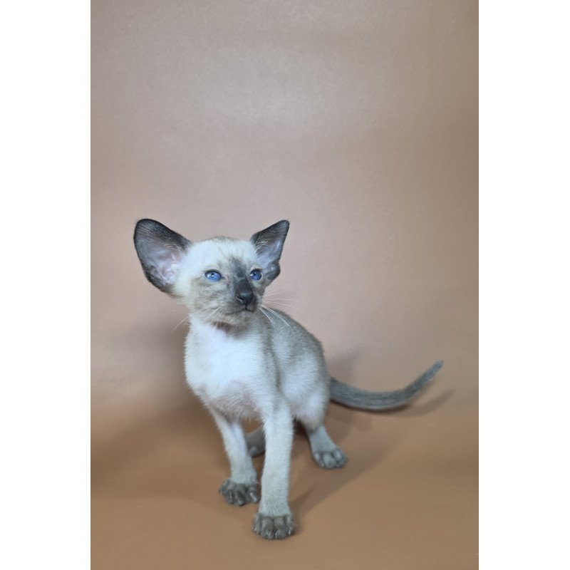 Siamese NOV Wisp