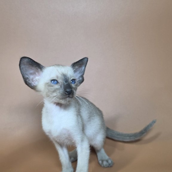 Siamese NOV Wisp
