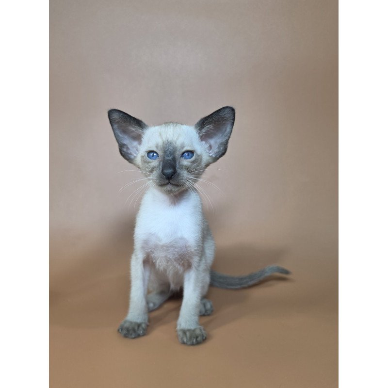 Siamese NOV Wisp