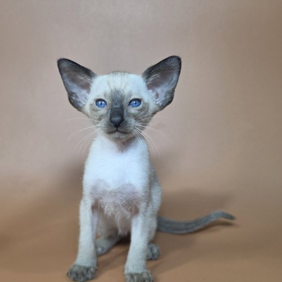Siamese NOV Wisp