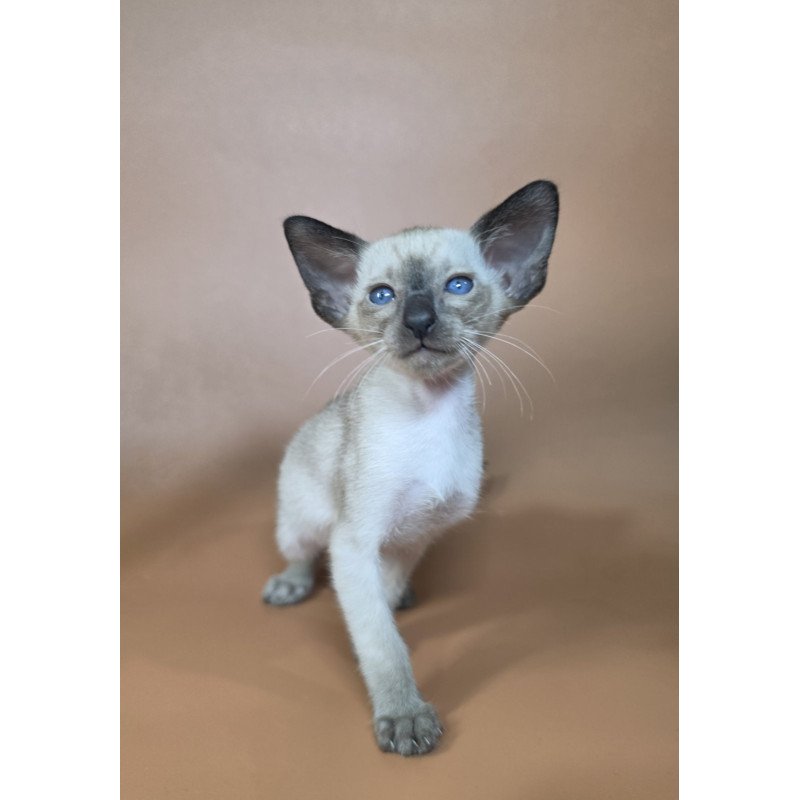 Siamese NOV Wisp