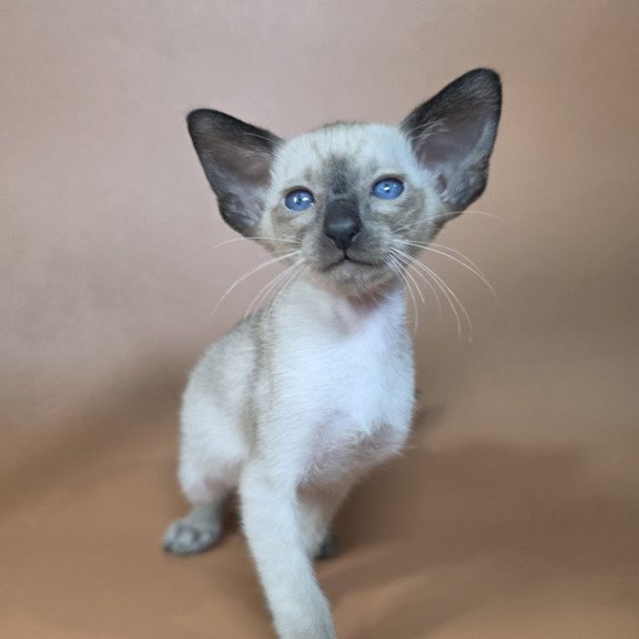 Siamese NOV Wisp