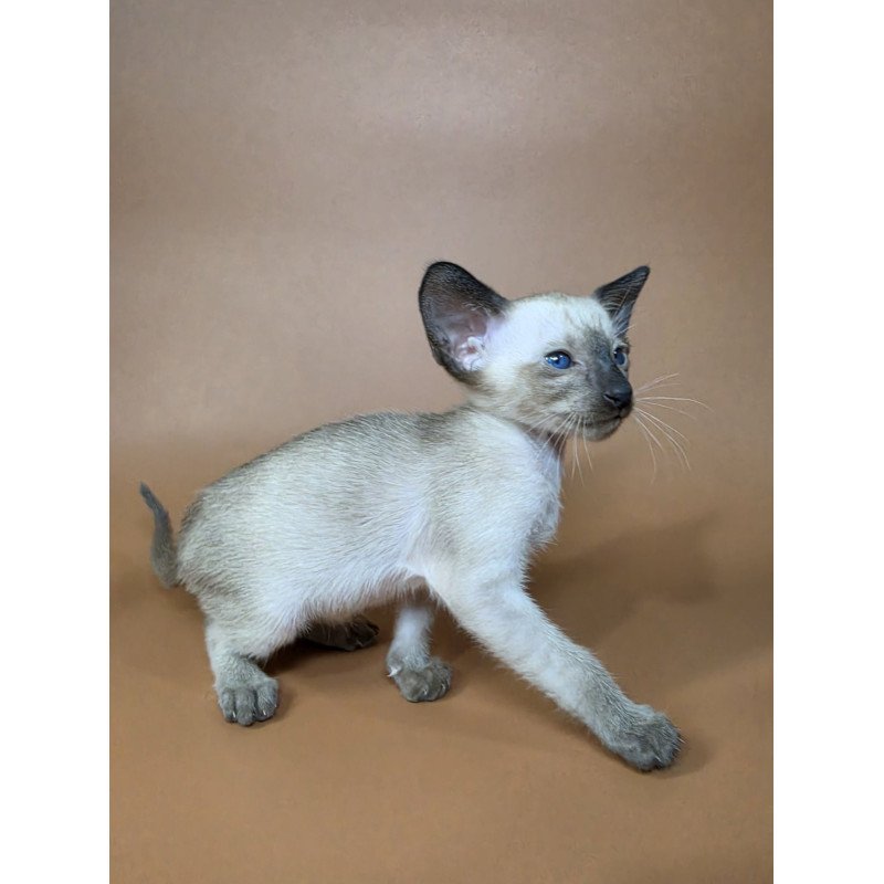 Siamese NOV Wisp