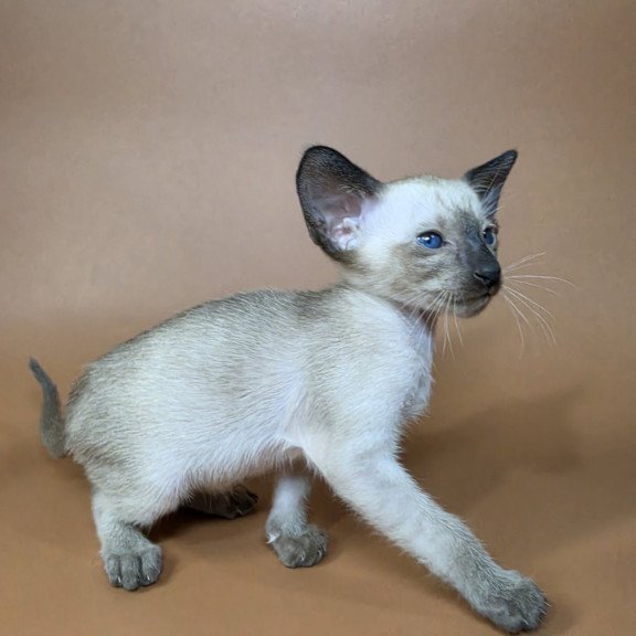 Siamese NOV Wisp
