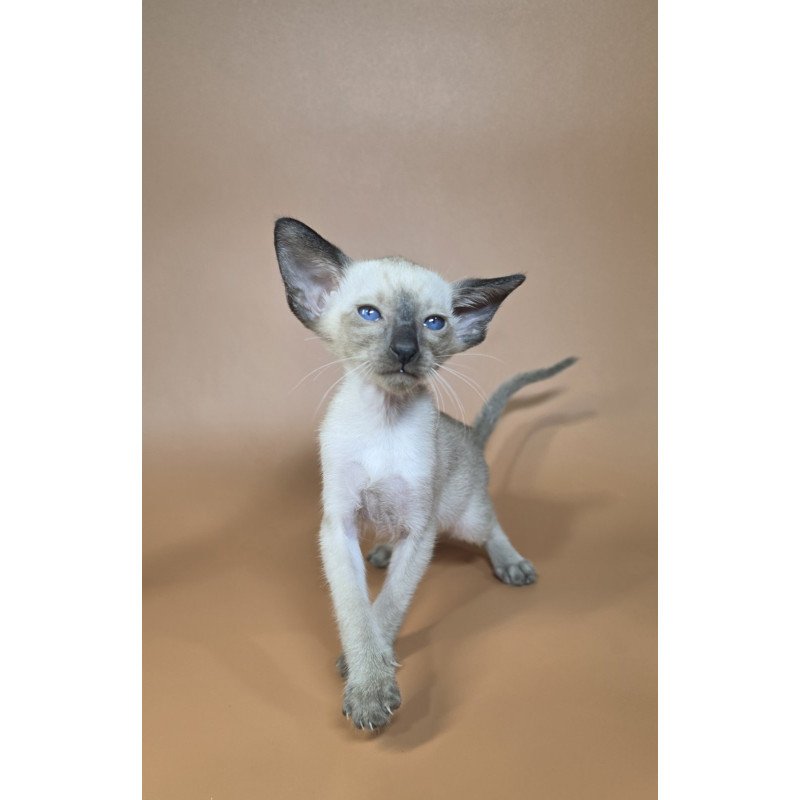 Siamese NOV Wisp