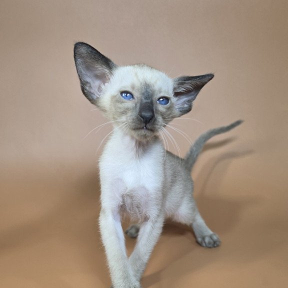 Siamese NOV Wisp