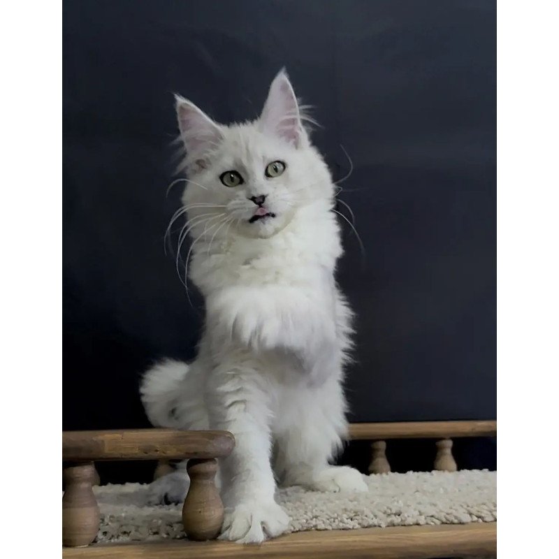 Maine Coon NOV Eva