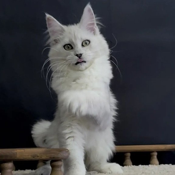 Maine Coon NOV Eva