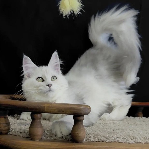 Maine Coon NOV Eva