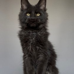 Maine Coon NOV Norman