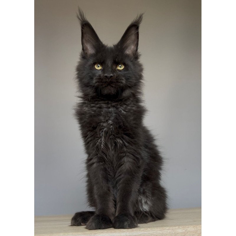 Maine Coon NOV Norman