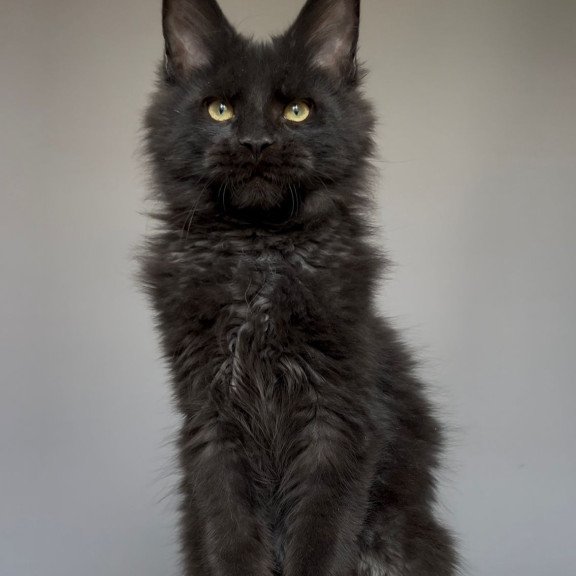 Maine Coon NOV Norman