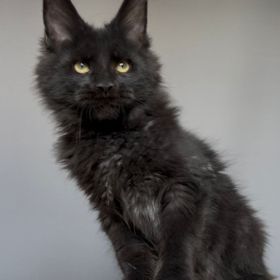 Maine Coon NOV Norman