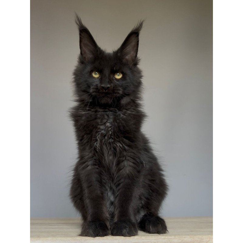 Maine Coon NOV Norman