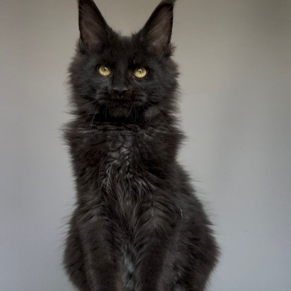 Maine Coon NOV Norman
