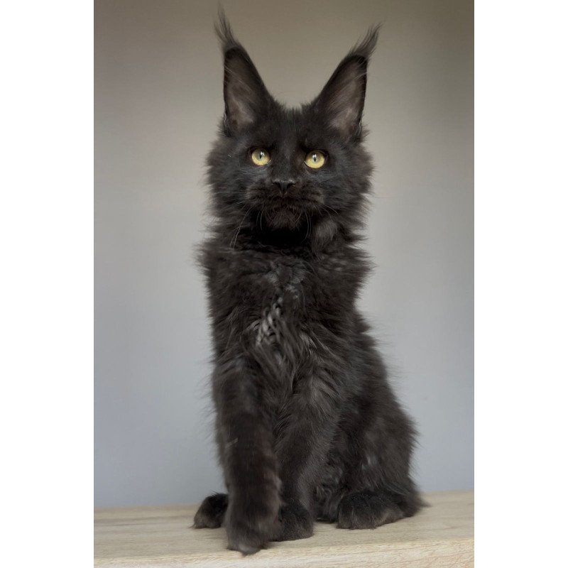 Maine Coon NOV Norman