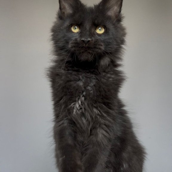 Maine Coon NOV Norman