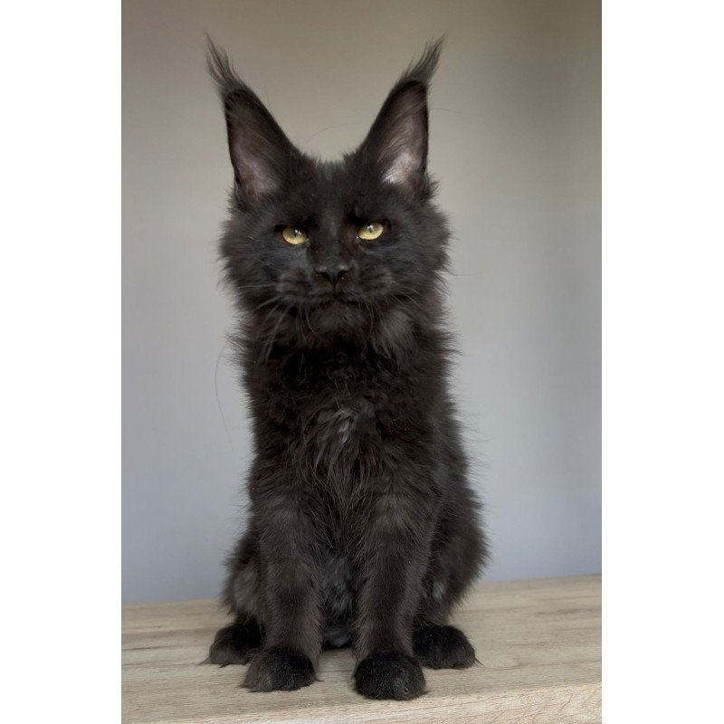 Maine Coon NOV Norman