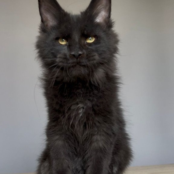 Maine Coon NOV Norman