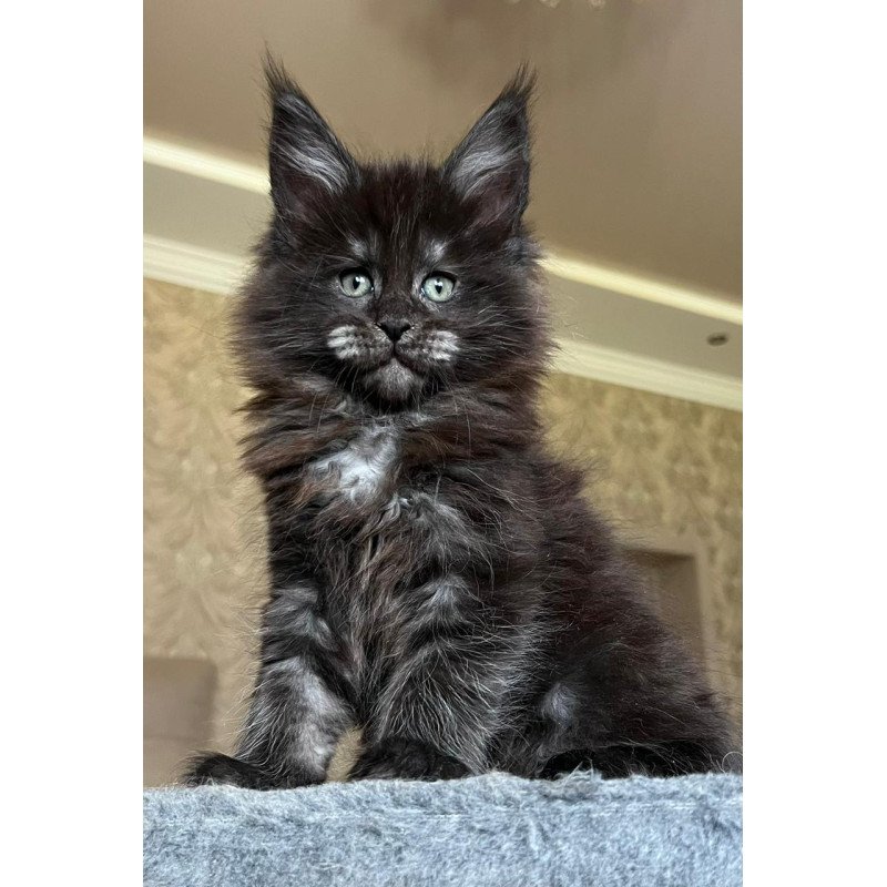 Maine Coon NOV Barmaley
