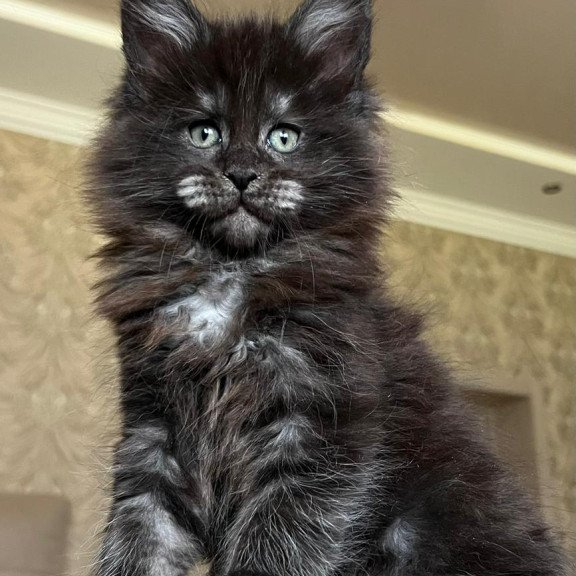Maine Coon NOV Barmaley