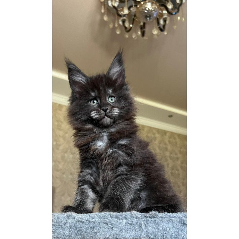 Maine Coon NOV Barmaley