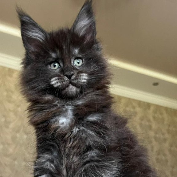 Maine Coon NOV Barmaley