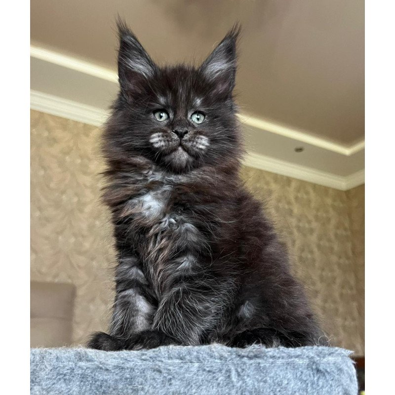Maine Coon NOV Barmaley