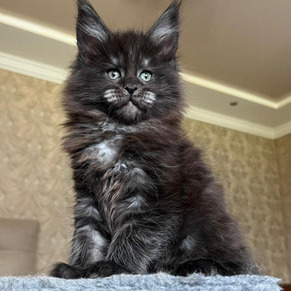 Maine Coon NOV Barmaley