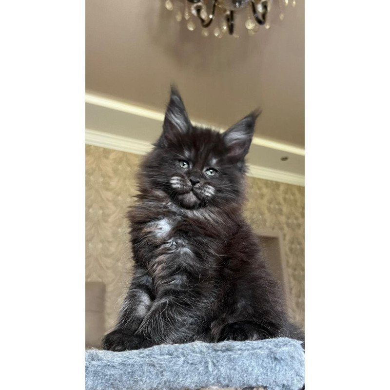 Maine Coon NOV Barmaley
