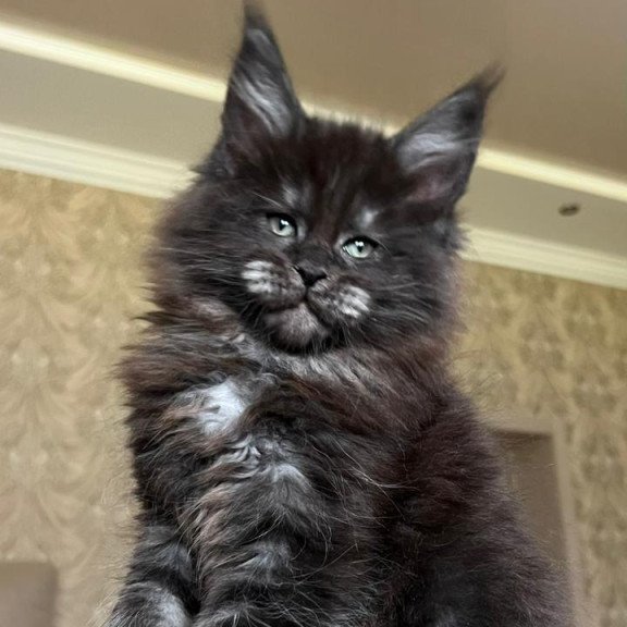 Maine Coon NOV Barmaley