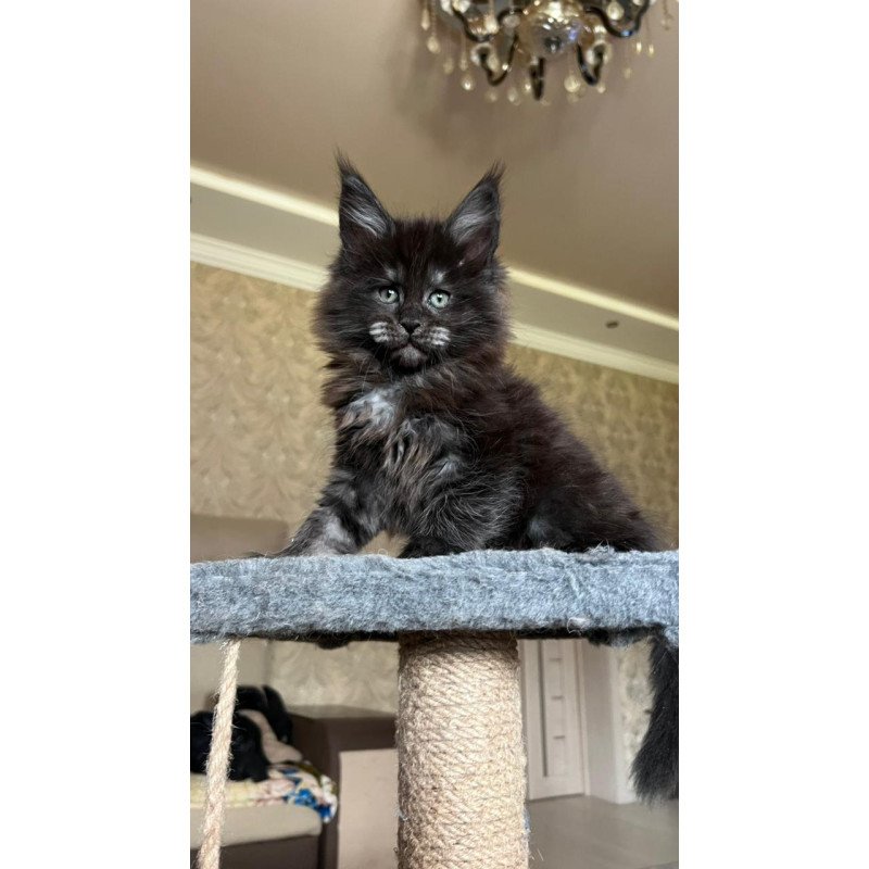 Maine Coon NOV Barmaley