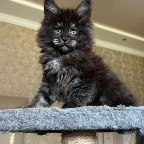 Maine Coon NOV Barmaley